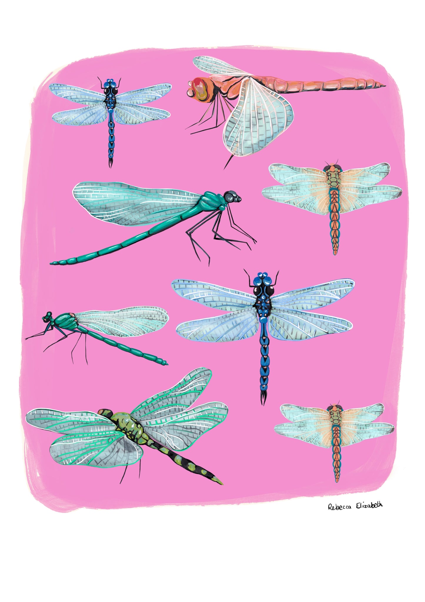 Hand painted dragonflies in gouache and edited digitally onto soft coloured pink backgrounds. Dragonflies in a flat lay composition with lots of intricate details featured. There is a small signature in black at the right. Designed by Rebecca Gibbs at Rebecca Elizabeth Draws.