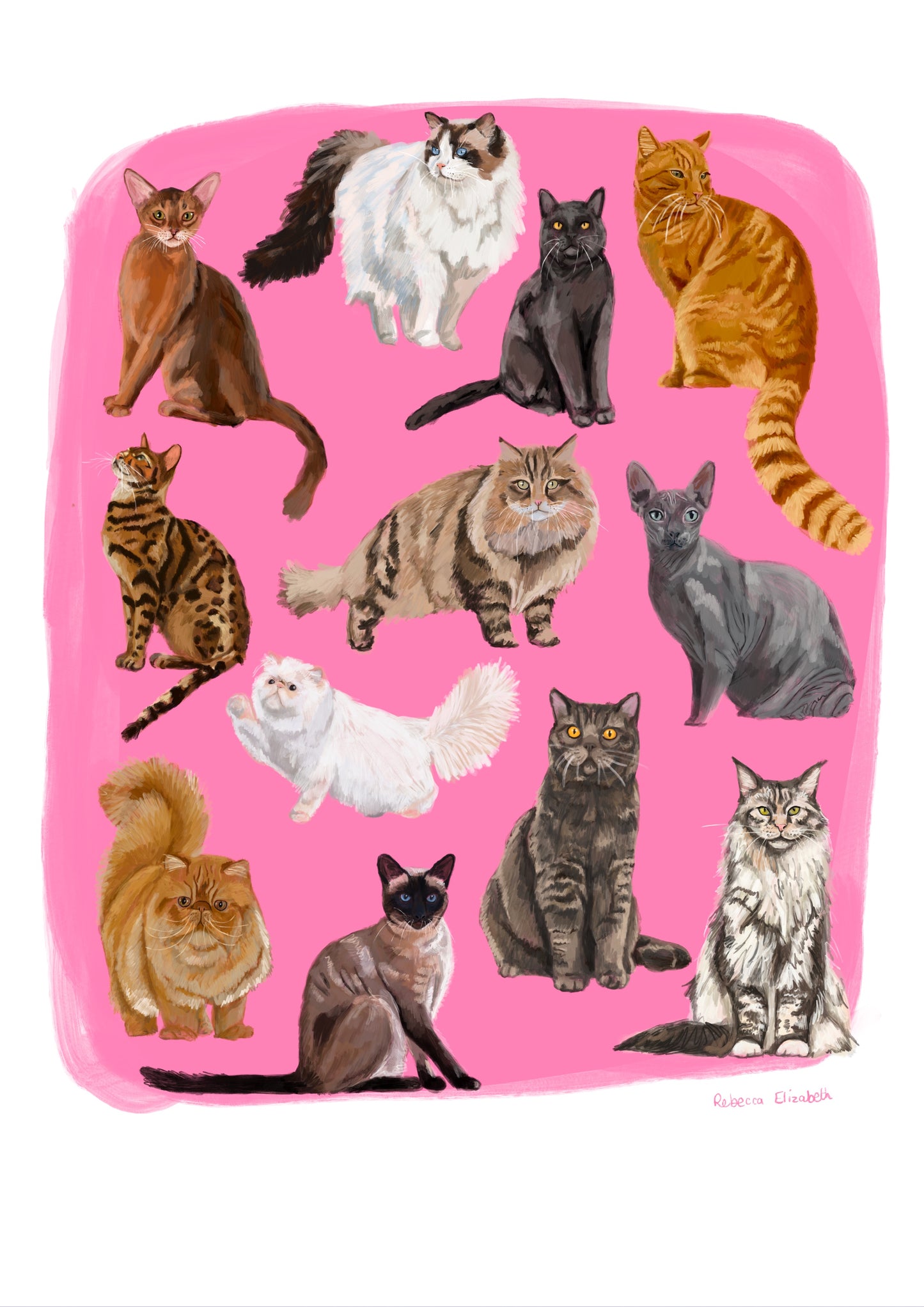 Cat illustrations in a collection on a colourful pink background with a small signature at the bottom. Drawn and designed by rebecca Elizabeth draws.