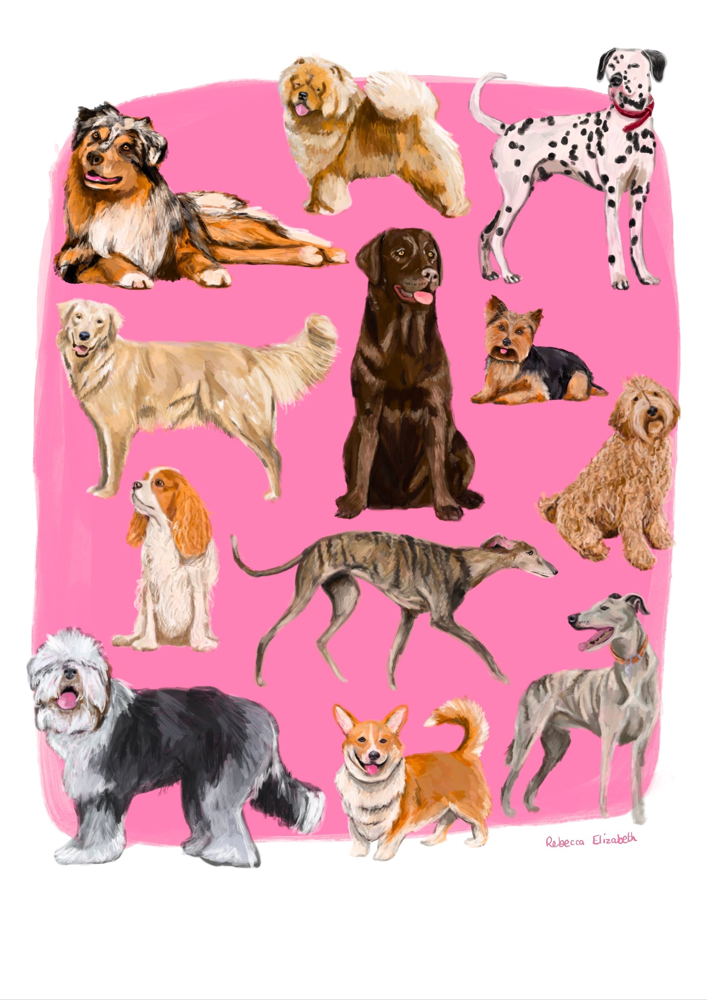 Hand drawn illustration of dogs, from whippets, lurchers, Labradors and Yorkshire terriers and much more. All drawn in a collection on a pink background.