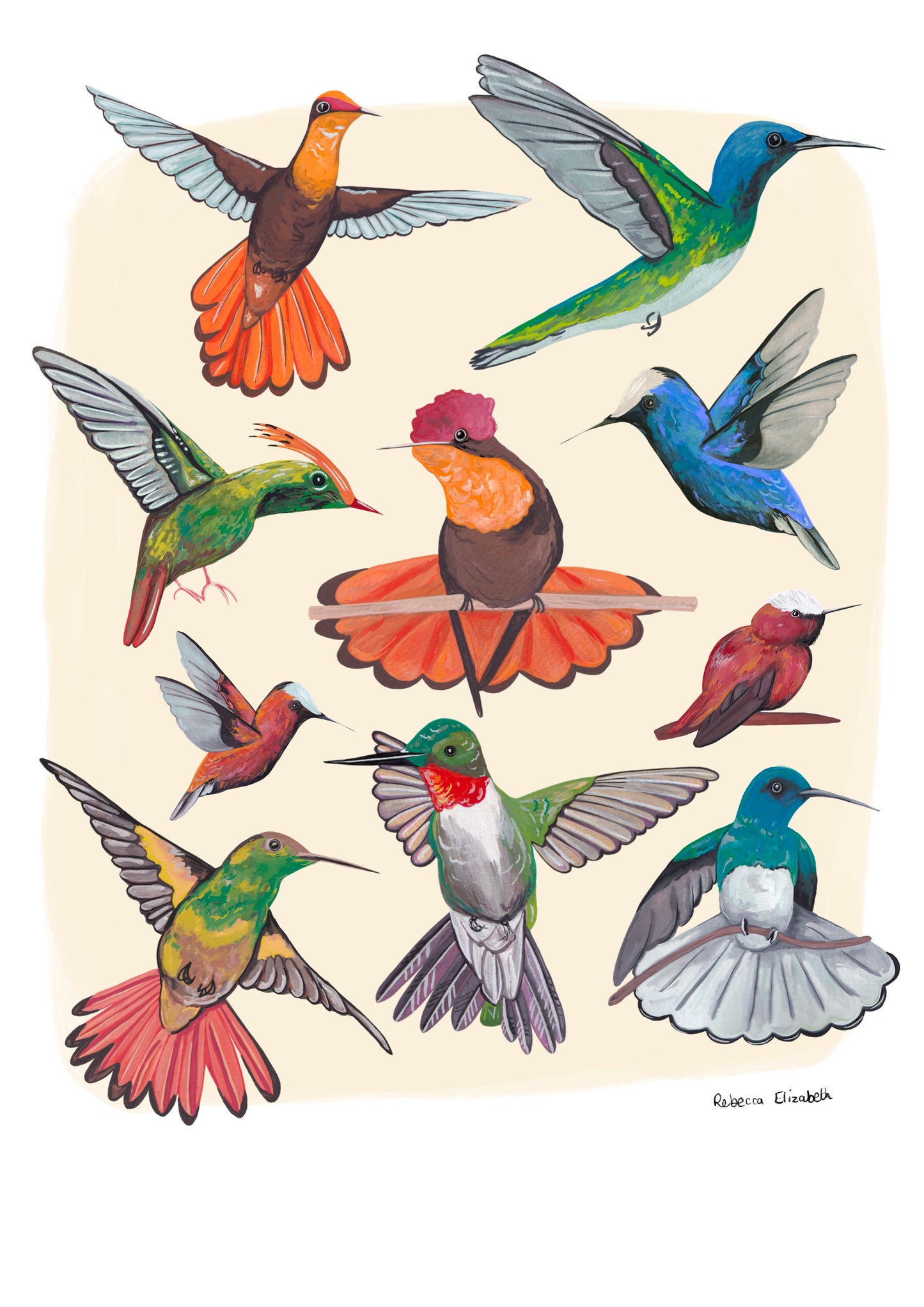 Hummingbirds hand painted in gouache and edited together digitally on a cream background with a small signature featured in the right hand corner. These small birds are green, blue, red, orange and yellow. Designed by Rebecca Gibbs at Rebecca Elizabeth Draws.