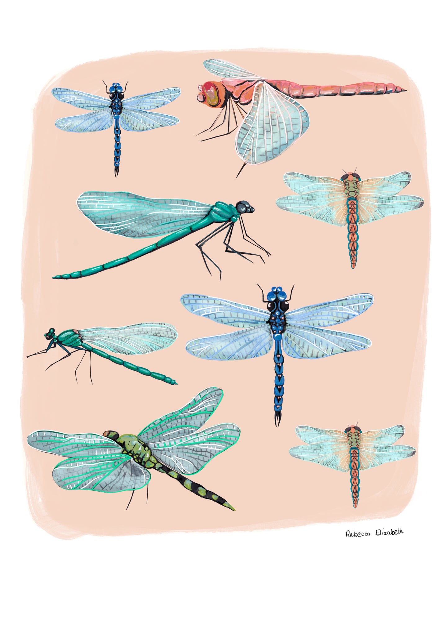 Hand painted dragonflies in gouache and edited digitally onto soft coloured cream backgrounds. Dragonflies in a flat lay composition with lots of intricate details featured. There is a small signature in black at the right.  Designed by Rebecca Gibbs at Rebecca Elizabeth Draws. 