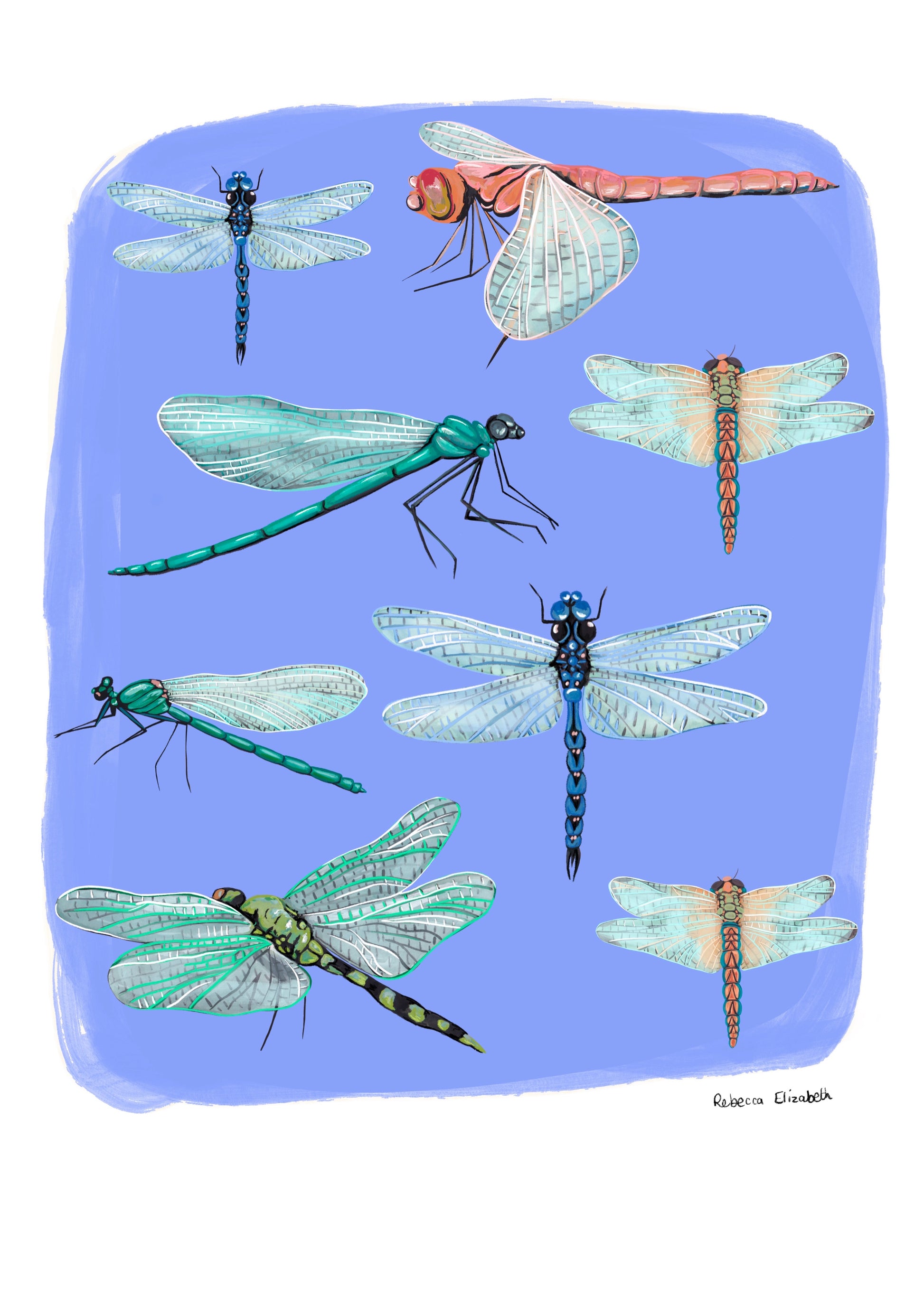 Hand painted dragonflies in gouache and edited digitally onto soft coloured blur backgrounds. Dragonflies in a flat lay composition with lots of intricate details featured. There is a small signature in black at the right.  Designed by Rebecca Gibbs at Rebecca Elizabeth Draws. 