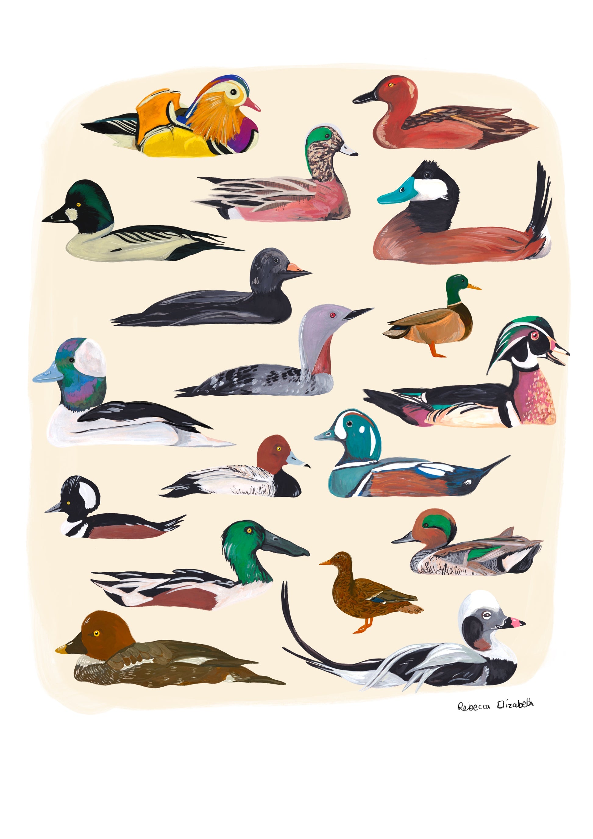 A collection of ducks and birds, hand painted lizards in gouache and edited digitally into a collaged design on a cream background and a small signature underneath.