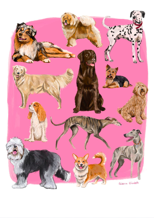 Hand drawn illustration of dogs, from whippets, lurchers, Labradors and Yorkshire terriers and much more. All drawn in a collection on a pink background. 