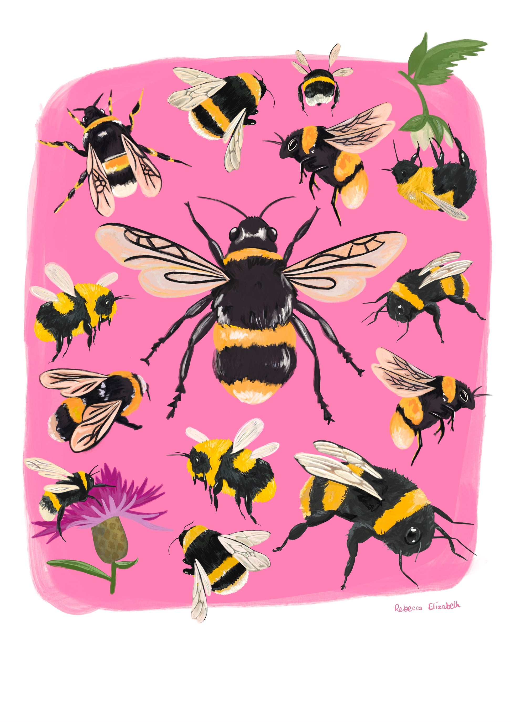 Hand painted bumble bee illustrations compiled together on a pink background, small bees big bees, bees with flowers. A big collection all illustrated by Rebecca Elizabeth Draws. 