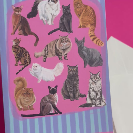 Cat illustrations in a collection on a colourful pink background with a small signature at the bottom. Blue background with lighter blue vertical stripes and a pink horizontal stripe along the top & bottom. The back is blue with the Rebecca Elizabeth draws logo. 